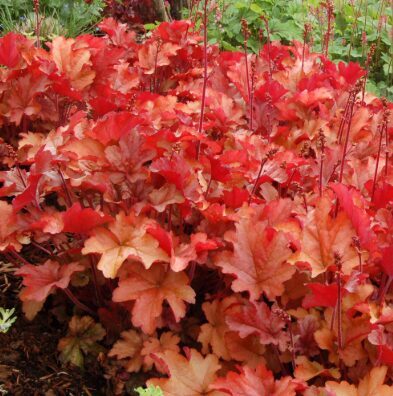 Heihera 'Paprika'